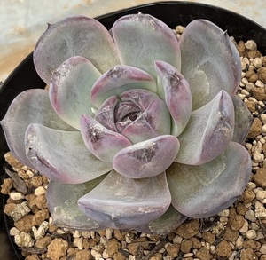 エケベリア　Echeveria ‘Dark Opal’