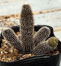 ガガイモ　Stapelianthus pilosus_画像3