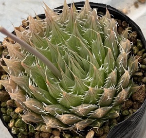 ハオルチア　Haworthia tooris Toorwater