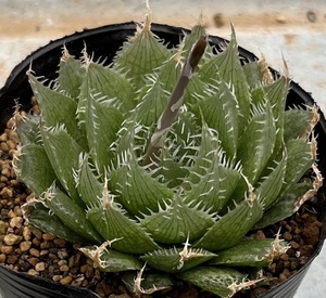 ハオルチア　Haworthia decipiens var.decipiens JDV87/169 RSA.Steytlerville