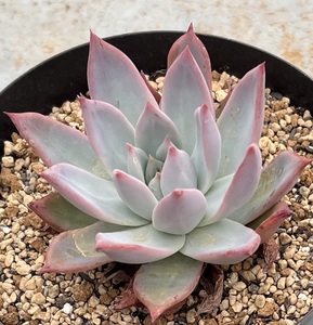 エケベリア　Echeveria colorata var.brandtii (実生苗)