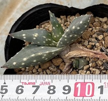 アロエ　Aloe arenicola (極楽錦)_画像3