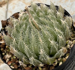 ハオルチア　Haworthia cummingii 04-77 Type loc.