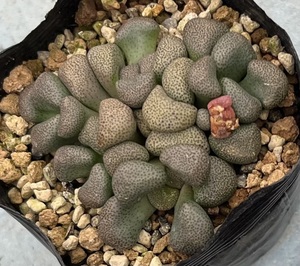 アロイノプシス　唐扇　Aloinopsis schooneesii　