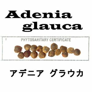 12月入荷 アデニア グラウカ 10粒 種 種子 証明書あり