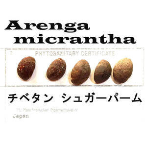 9月入荷 5粒 チベタン シュガーパーム 種子 種子 micrantha