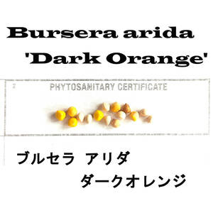 1月入荷 5粒 ブルセラ アリダ ダークオレンジ ARIDA 種子 種
