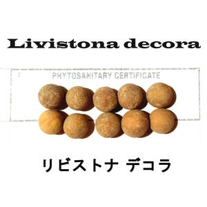 4 month arrival 20 bead +libi -stroke na deco la seeds kind Livistona decoralibi -stroke na cocos nucifera bi low 