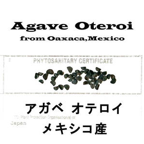 11月入荷 20粒+ メキシコ産 オテロイ 種子 種 証明書あり Agave oteroi チタノタ titanota FO-076 アガベの画像1