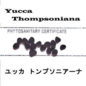 10 month arrival 100 bead + yucca ton p Sony a-na seeds kind certificate equipped 