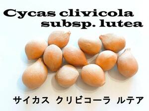 11月入荷 10粒 サイカス クリビコーラ ルテア 種 種子 証明書 クリビコラ