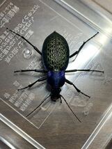 中国湖北省孝感市産 エリスカブリモドキ elysii xiaoganicus 訳あり品♂♀♀_画像2