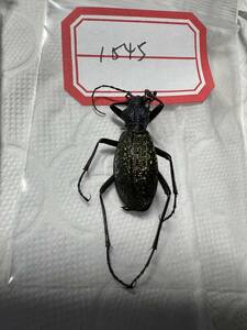 1545 中国湖北産 希少 ニシキオサムシ Aristocarabus sp. A1 ♂