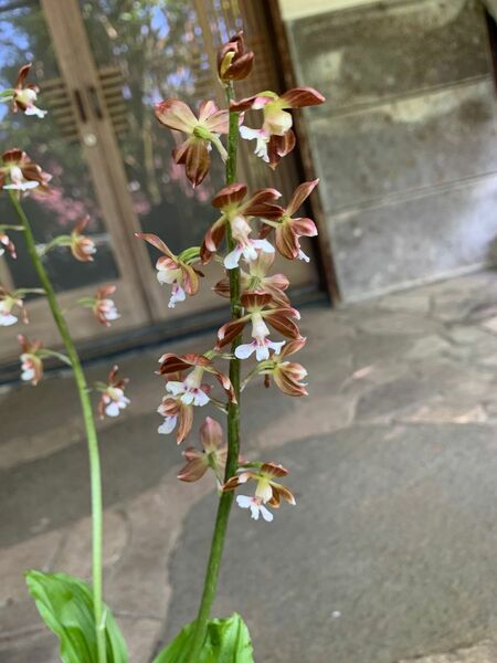 エビネ 溪王タカネ 鉢ごと発送