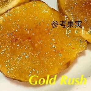 イチジク苗木 Gold Rush 接木苗