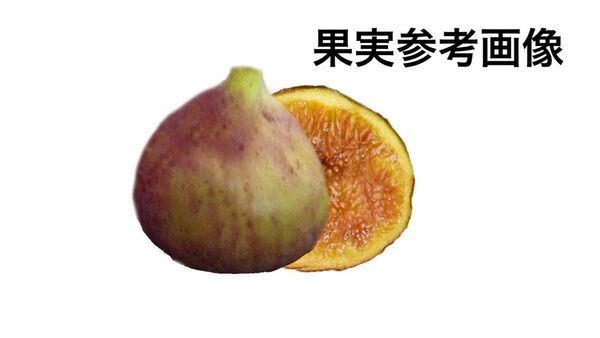 イチジク苗木 Crema di mango 接木苗