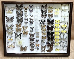  rare! butterfly specimen abroad? Japan? Germany box butterfly . treasure collector that time thing ⑮