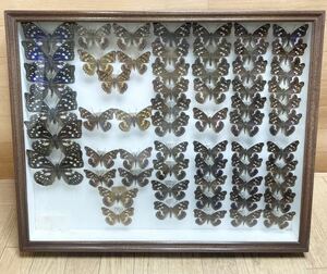  редкий! бабочка . сегодня книга@ за границей? Германия коробка бабочка . Nagano префектура Ishikawa префектура сокровище collector подлинная вещь ⑰