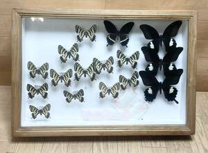  rare! butterfly specimen gi borderless .u etc. Japan etc. butterfly . specimen Germany box that time thing J6