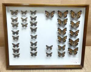  rare! butterfly specimen ton gchoukohiodosihiodosichou etc. Germany box butterfly . Osaka (metropolitan area) Hyogo prefecture Nagano prefecture treasure collector that time thing ⑱