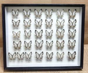  rare! butterfly specimen isigakechou Germany box butterfly . Okinawa treasure collector that time thing ⑭