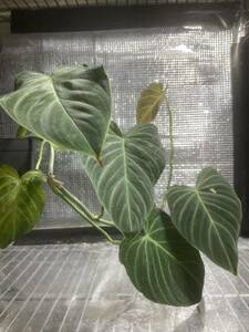 philodendron triumphan②