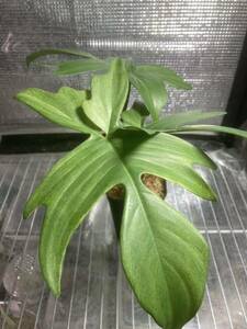 philodendron Florida ghost
