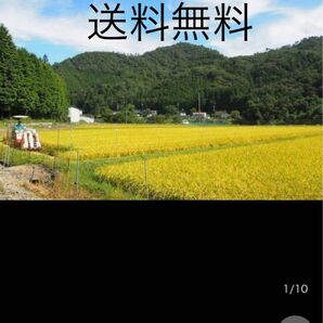 残少 安全と美味しさの根拠があるお米 タガメが棲む水田 兵庫 R5年 キヌヒカリ 新米 玄米 10kg 1等米 発芽玄米に減農薬