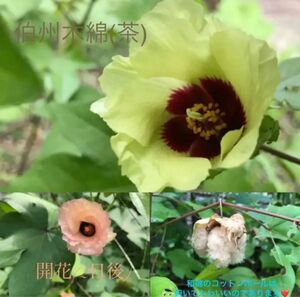 綿の種　和綿　茶綿　伯州木綿の種　50g 無農薬栽培　cotton 染織　糸作り