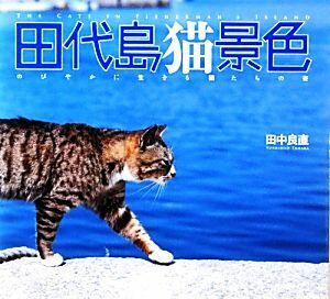  rice field fee island cat scenery extension . crab raw .. cat ... .| rice field middle good direct [ photograph ]