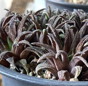 多肉植物☆ハオルチア☆パークシアナ群生