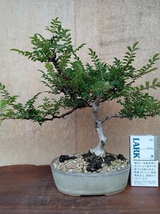 箱根サンショウバラ　ツボミは今年は1コだけです　樹高28cm