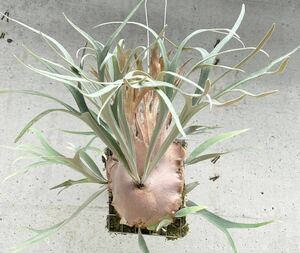 P.Veichii ILF selection .veichii staghorn fern Platycerium cork 