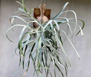 P.Kingfisher staghorn fern Platycerium cork 