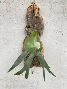 P. willinckii dwarf tatuta sporelingwi Lynn key staghorn fern Platycerium cork 