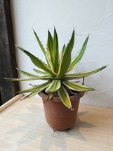 アガベ Agave　五色万代_画像3