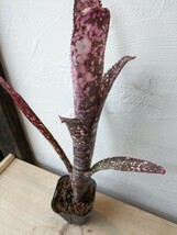 ビルベルギア Billbergia　ノベナ_画像3