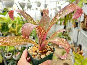 ビルベルギア・フラアウワナ　Billbergia 'Hula Auwana' (Lisa Vinzant) 