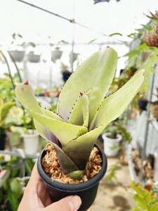  Neo rege задний * розетка licca Neoregelia concentrica