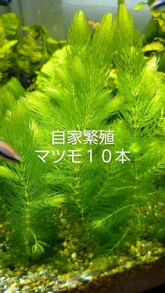 【無農薬】　自家繁殖マツモ10本　　【室内水槽育成】