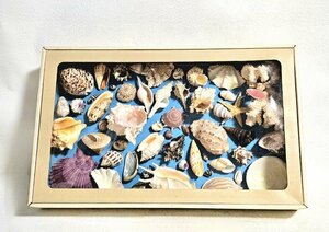 南海の貝 インテリア 飾り オブジェ 貝殻 サンゴ シェル 貝殻コレクション ヒトデ 巻貝 二枚貝 海 海岸
