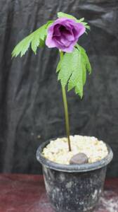 山野草　花　シラネアオイ八重咲花×1　1本立ち C