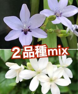 花種子　ヒメヒオウギ２色mix