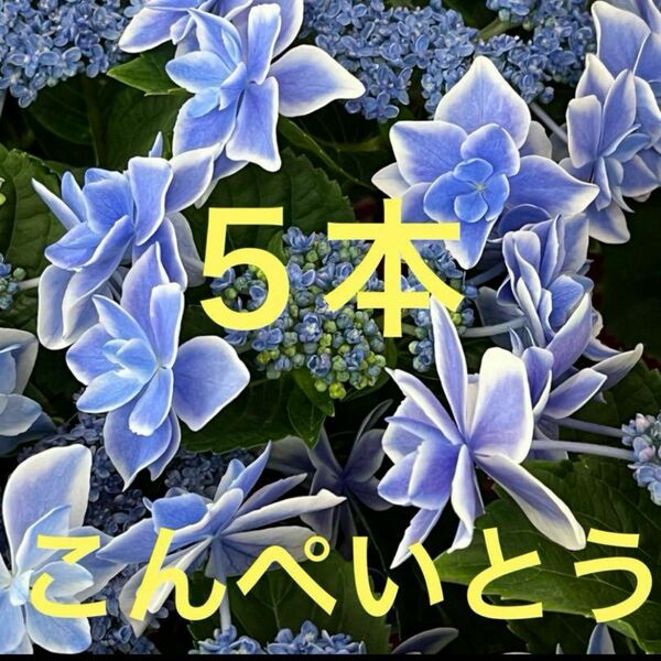 紫陽花 挿し穂 ５本こんぺいとう 枝