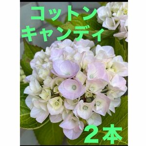 紫陽花 挿し穂 2本 コットンキャンディ 枝