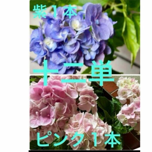 紫陽花 挿し穂 2節 2本 十二単 紫 ピンク １本ずつ 枝