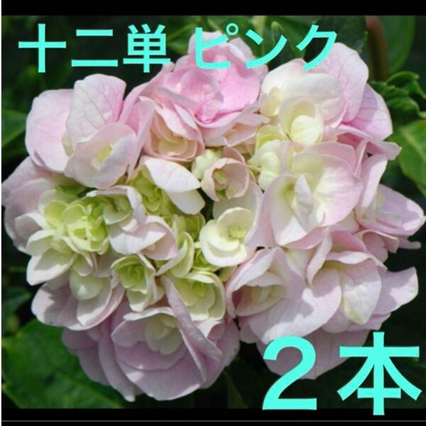 紫陽花 挿し穂 2節 2本 十二単 ピンク 枝 