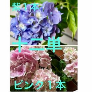 紫陽花 挿し穂 2節 2本 十二単 紫 ピンク １本ずつ 枝