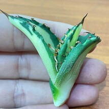 120アガベ 多肉植物スナグルトゥース極上株_画像1