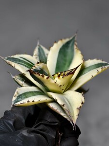 D19 special selection agave succulent plant snagru toe s finest quality stock ultra rare 